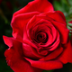 SFF Net traditionally placed a rose at the top of the site when someone of interest to the group died. / slgckgc/Flickr